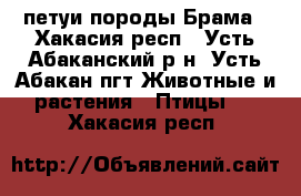 петуи породы Брама - Хакасия респ., Усть-Абаканский р-н, Усть-Абакан пгт Животные и растения » Птицы   . Хакасия респ.